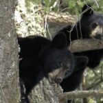 Rigjykimi i 53 Milionëshit: Lutfi Zharku Dëshmon për Menaxhimin e Pagesave