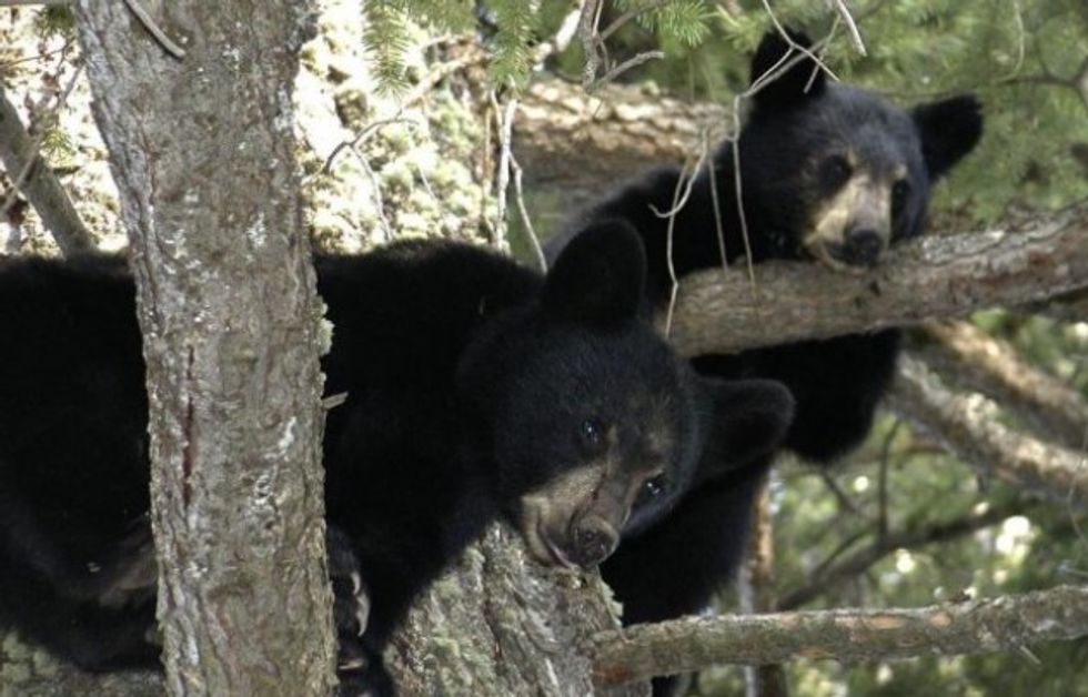 Autoritetet e Dragashit Menaxhojnë Me Sukses Situatën e Arinjve në Bellobrad