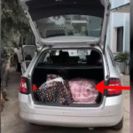 Mace në New Jersey ribashkohet me pronarët pas 10 vitesh falë mikroçipit