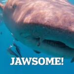 Sundar Pichai: Asnjë kompani nuk është imune ndaj një flluske të mundshme të inteligjencës artificiale