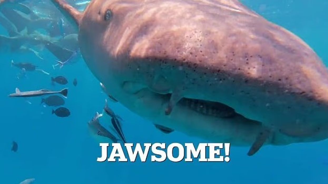 Peshkaqeni gëlltit kamerën e zhytësit në Maldive – pamjet bëhen virale