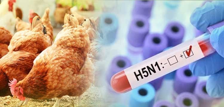 Kosova kufizon importin e shpezëve nga Gjermania për shkak të gripit të shpezëve