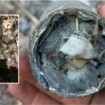 Barcelona dhe Bayern Munich në garë për Grimaldon