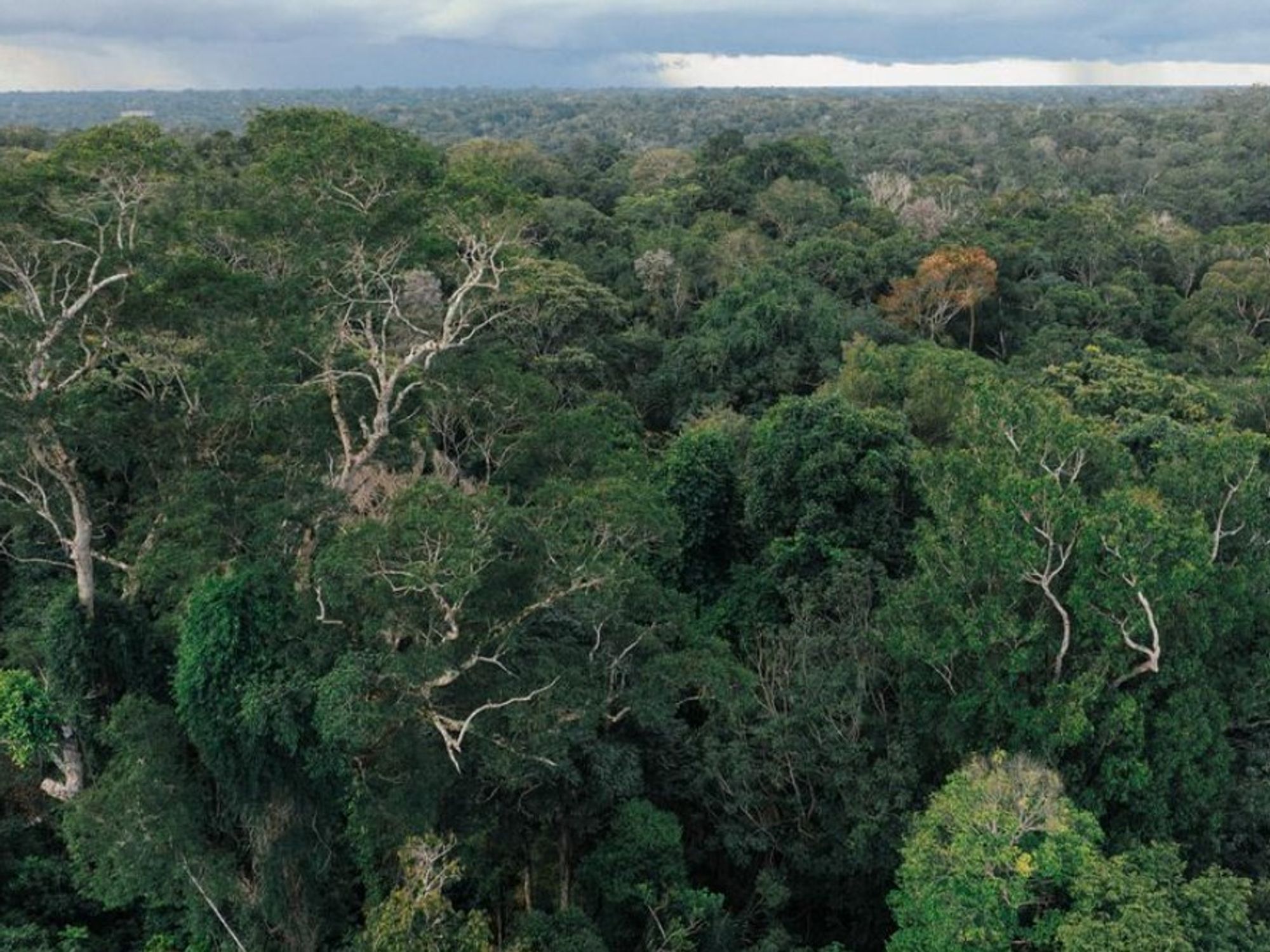 Gjermania jep 1 miliardë euro për fondin e ri të pyjeve tropikale të Brazilit