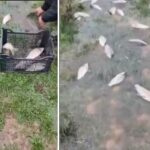 Hamiti përballet me Albën pas klipit për Elijonën në Big Brother VIP Kosova