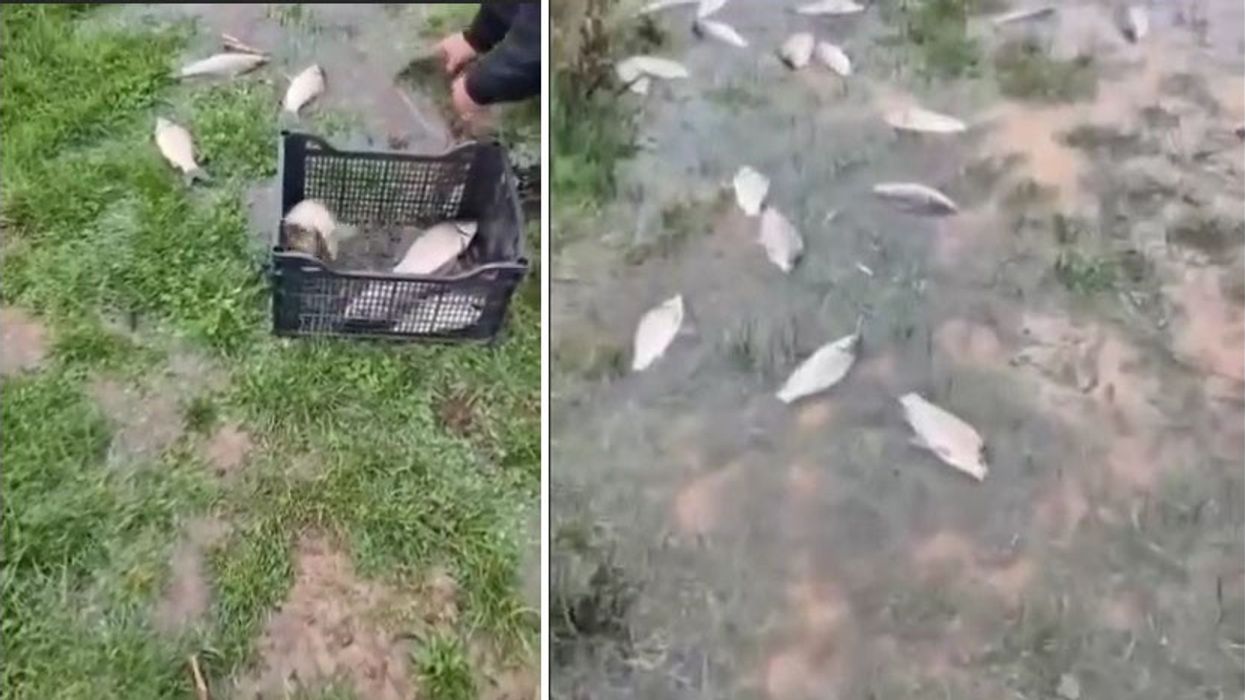 Devoll: Dhjetëra peshq dalin në tokë pas përmbytjeve pranë Vranishtit