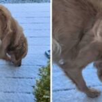 ChatGPT (versioni falas) sjell biseda grupore për deri në 20 persona