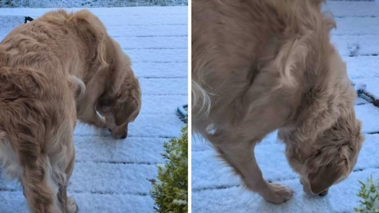 Golden retrieveri Ollie bëhet viral pas videos ku eksploron borën
